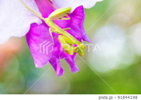 小さな花と小さなカマキリ 小さな花と小さなカマキリ 91844198