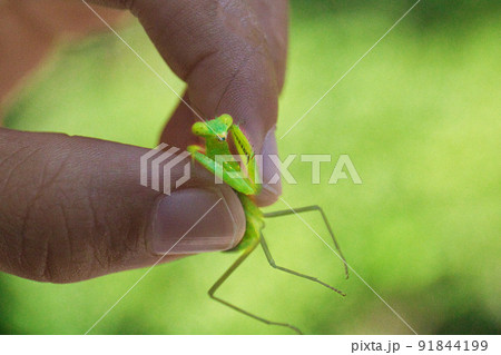 小さなカマキリ 小さなカマキリ 91844199