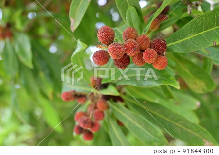 ヤマモモ(山桃)の赤い実 ヤマモモ(山桃)の赤い実 91844300