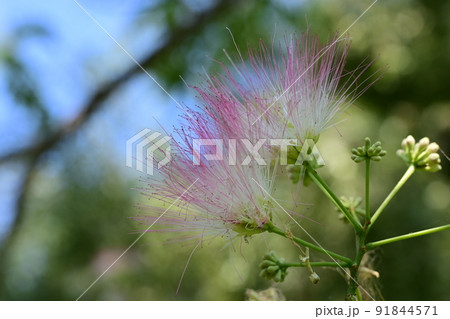 ネムノキの花 ネムノキの花 91844571