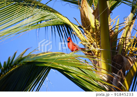 ハワイ島　ヤシの木にとまるカーディナル　赤い鳥 91845233