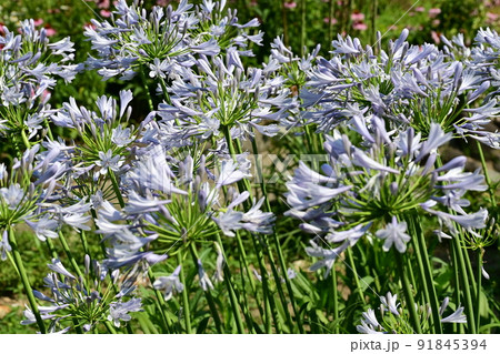 アガパンサスと夏の花 アガパンサスと夏の花 91845394