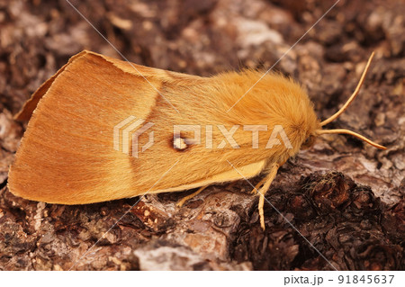 Detailed closeup of the brown ad hairy Oak eggar moth, Lasiocampa quercus sitting on wood 91845637