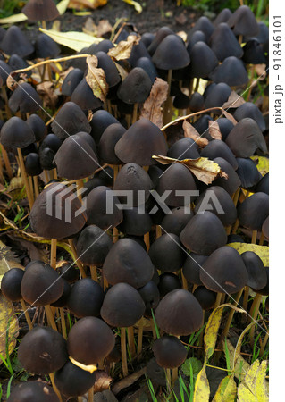 Vertical closeup on an aggregation of purple Conical Brittlestem mushrooms, Psathyrella Conopilus 91846101
