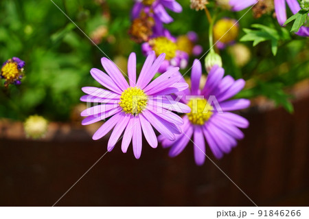 紫色のブラキカムの花 91846266