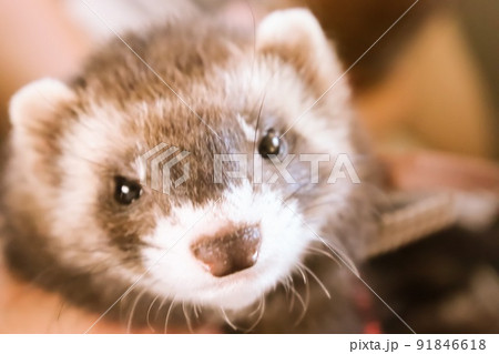 カメラ目線のフェレット カメラ目線のフェレット 91846618