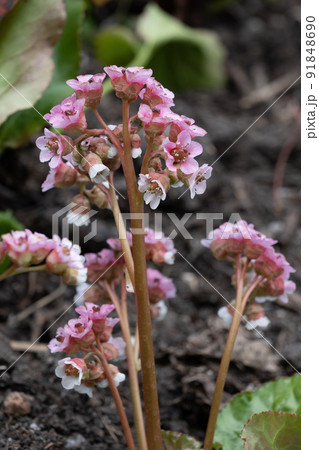 Winter Begonia Bergenia Ciliata Flowers Winter Begonia Bergenia Ciliata Flowers 91848690