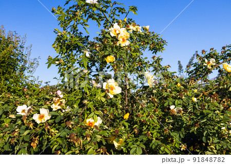 Rosa flowers bloom in the summer garden 91848782