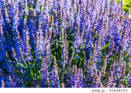 Salvia flowering plant bloom in the summer garden Salvia flowering plant bloom in the summer garden 91848783
