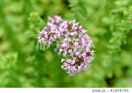 オレガノ 91848793