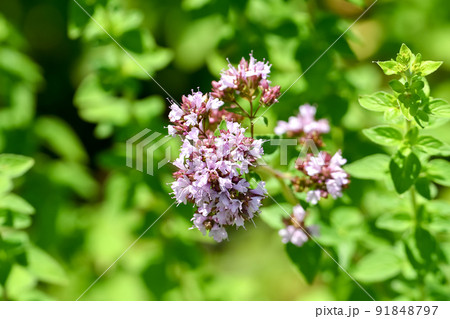 オレガノ オレガノ 91848797