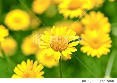 コウヤカミツレ コウヤカミツレ 91849066