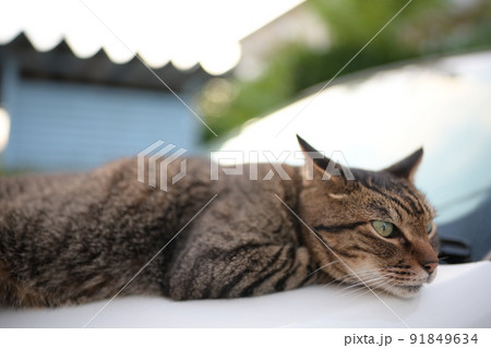 車の上のキジトラ猫 91849634