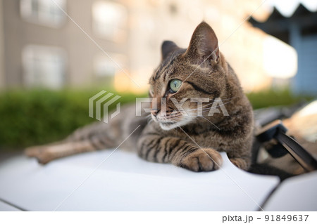 車の上のキジトラ猫 91849637