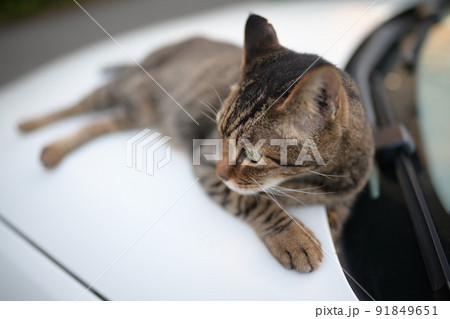 車の上のキジトラ猫 91849651
