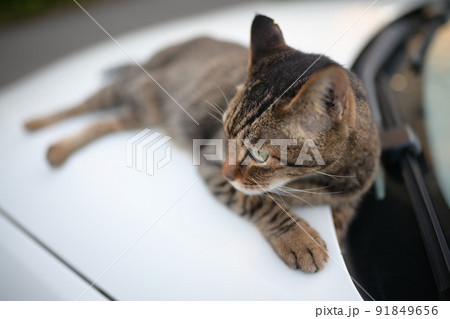 車の上のキジトラ猫 91849656