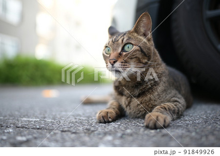 駐車場のキジトラ猫の写真 91849926