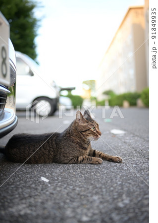 駐車場のキジトラ猫の写真 91849935