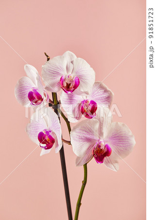 Flowers orchid Phalaenopsis white flowers with pink veins and core on pink background Flowers orchid Phalaenopsis white flowers with pink veins and core on pink background 91851723