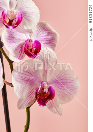 Flowers orchid Phalaenopsis white flowers with pink veins and core on pink background Flowers orchid Phalaenopsis white flowers with pink veins and core on pink background 91851724
