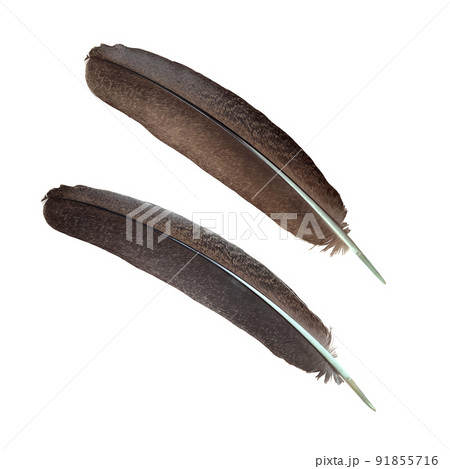Bird feather, peacock wing detail, isolated object, clipping path 91855716