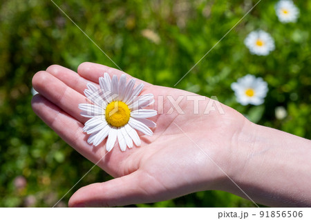 children's hands carefully hold a chamomile flower. Delicate white flower in the palm of your hand 91856506