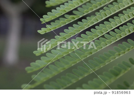 沖縄県宮古島　鳳凰木の葉 91856963