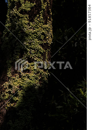他の木に着生して木の表皮を覆ってしまう、着生植物マメヅタの生命力はスゴイ! 他の木に着生して木の表皮を覆ってしまう、着生植物マメヅタの生命力はスゴイ! 91857364