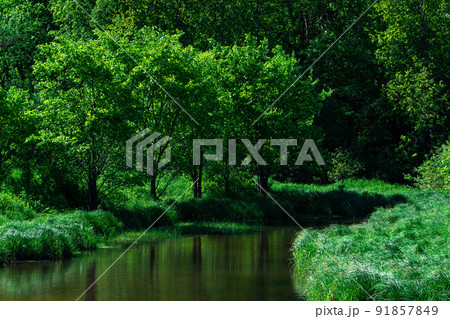 small shady forest river between banks with water meadows small shady forest river between banks with water meadows 91857849
