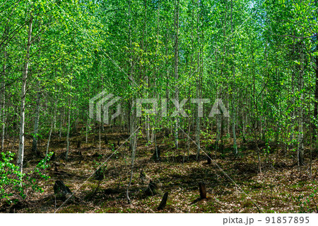 young birch growth on the site of a burnt old forest on peat bog 91857895