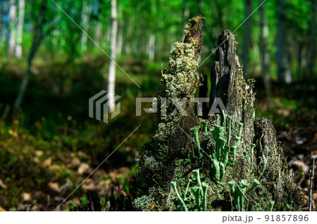 remains of a rotten stump in the forest, covered with moss and lichen 91857896