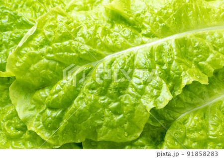 サンチュ(焼肉を巻いて食べることの多い野菜)のアップ。 91858283