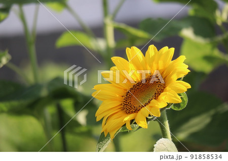黄色い花びらのひまわりの花が1輪咲く風景 91858534