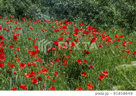 red poppies growing in an agricultural field with cereals red poppies growing in an agricultural field with cereals 91858649