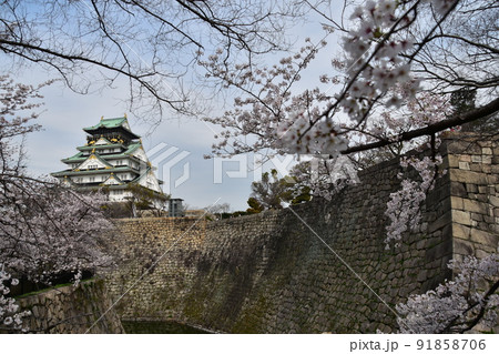 日本の大阪府　春の大阪城　満開の桜と立派な天守閣と緻密な石垣 91858706
