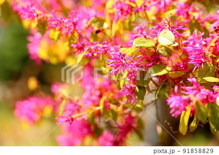 アカバナトキワマンサクの花 91858829