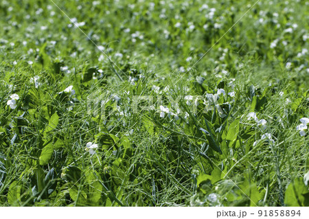 blooming peas on an agricultural field in the summer blooming peas on an agricultural field in the summer 91858894
