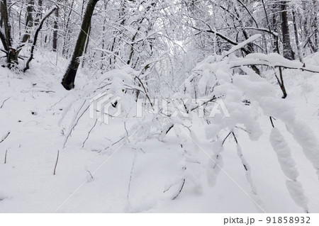 deciduous trees in winter after a snowfall deciduous trees in winter after a snowfall 91858932