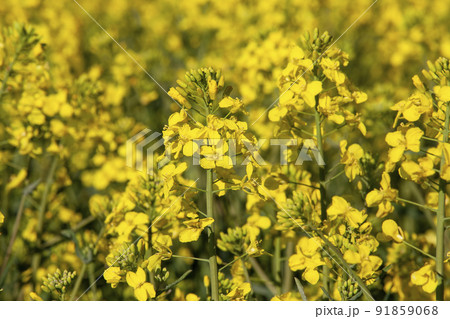 agricultural field where rapeseed is grown agricultural field where rapeseed is grown 91859068