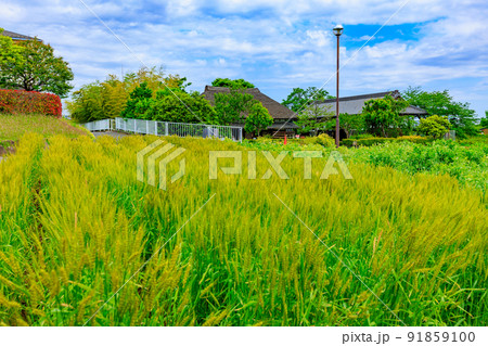 東京　足立区にある足立区立都市農業公園　古民家と小麦畑 91859100