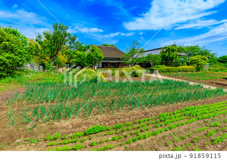 東京　足立区にある足立区立都市農業公園　古民家と畑 91859115