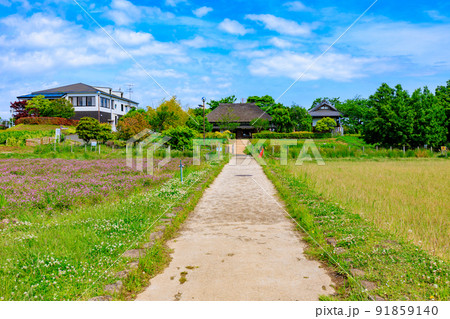 東京　足立区にある足立区立都市農業公園　古民家とれんげ畑 91859140