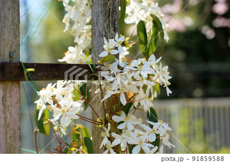センニンソウの花 センニンソウの花 91859588