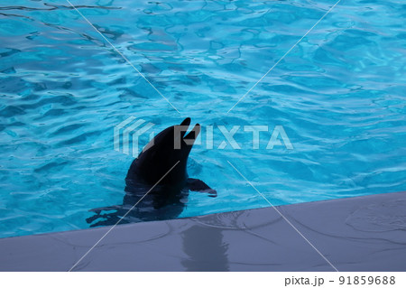 水族館の飼育プールから顔を出すイルカのシルエットのある風景 91859688