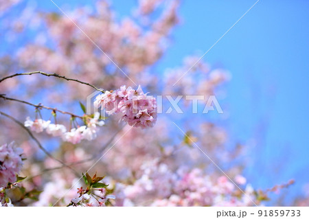 桜の花　アーコレード 91859733