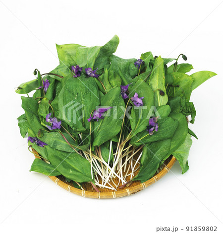カタクリ ハーブ 山菜 91859802