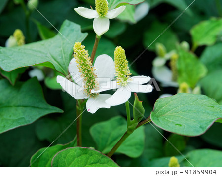 ドクダミの花 91859904