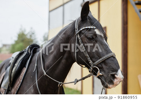 Gorgeous Horse Outdoors 91860955