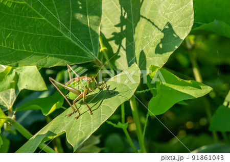 キリギリス キリギリス 91861043