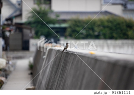 EOS5D.広島尾道、イソヒヨドリ（メス）。 91861111